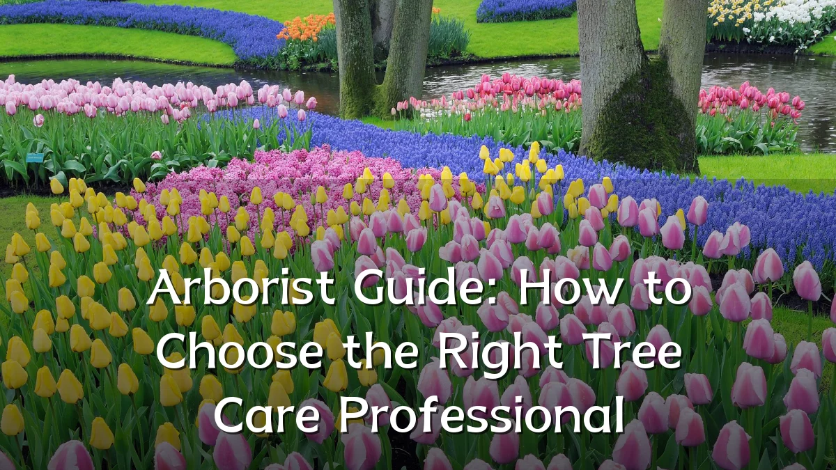 Arborist Guide: How to Choose the Right Tree Care Professional