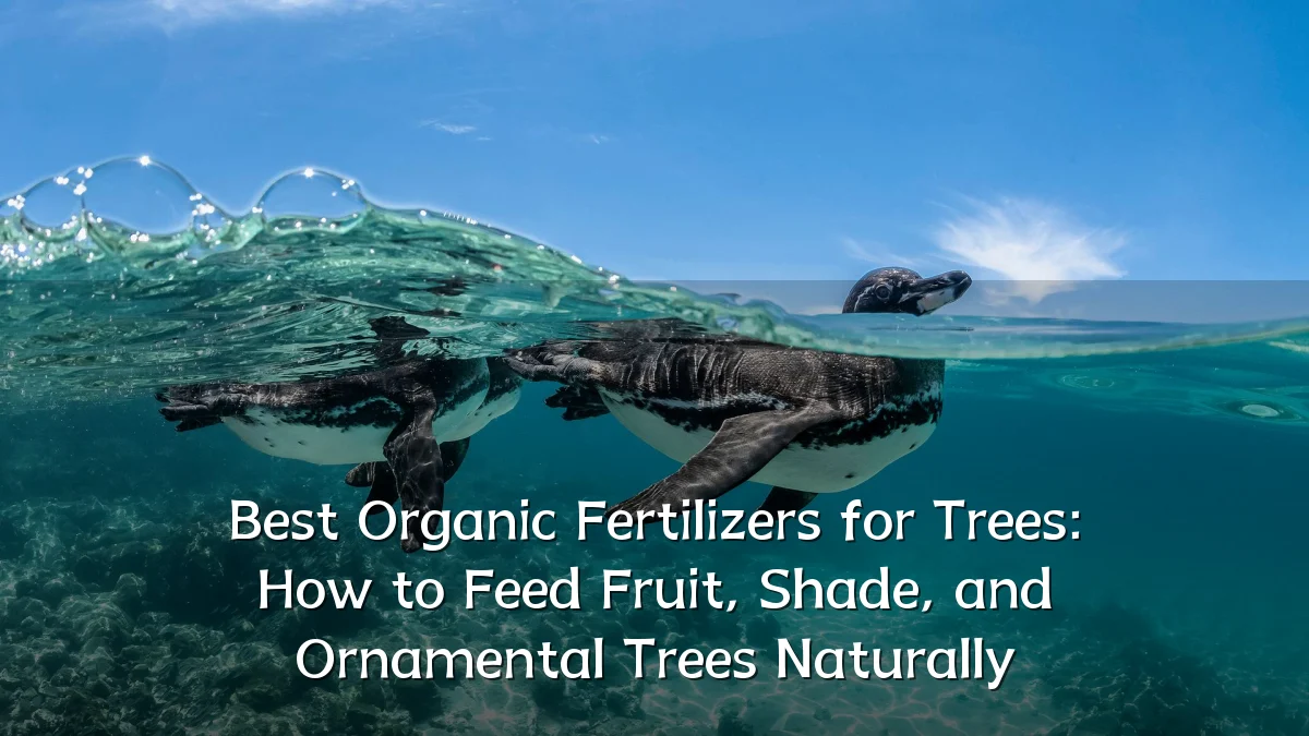 Best Organic Fertilizers for Trees: How to Feed Fruit, Shade, and Ornamental Trees Naturally