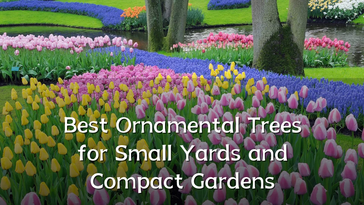 Best Ornamental Trees for Small Yards and Compact Gardens