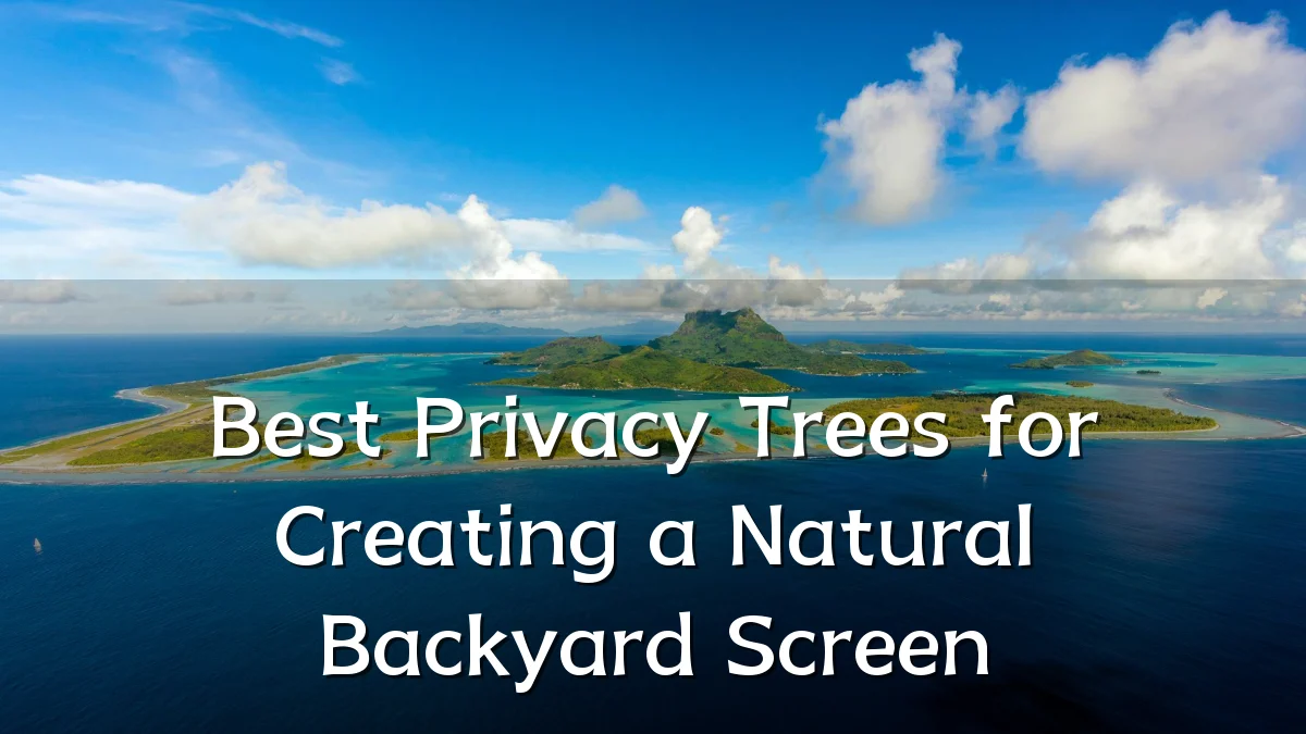 Best Privacy Trees for Creating a Natural Backyard Screen