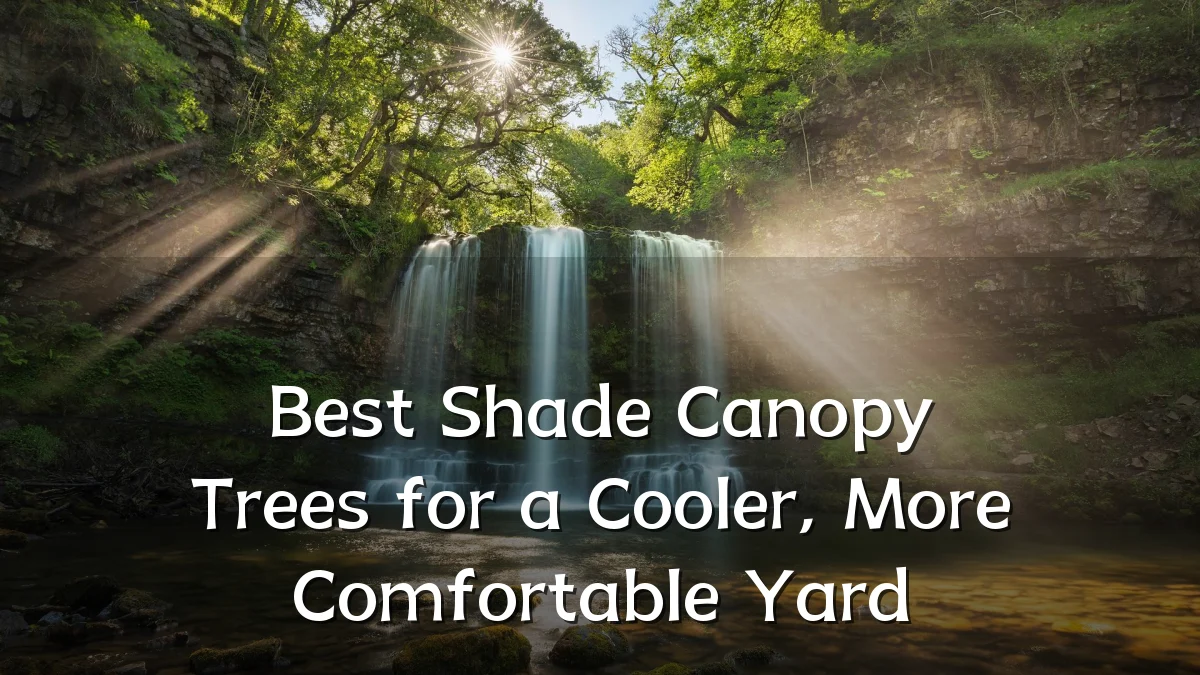 Best Shade Canopy Trees for a Cooler, More Comfortable Yard