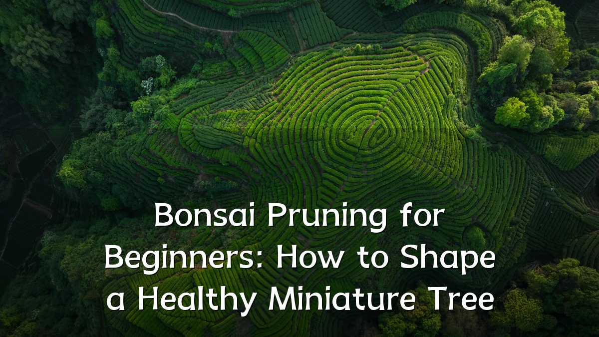 Bonsai Pruning for Beginners: How to Shape a Healthy Miniature Tree