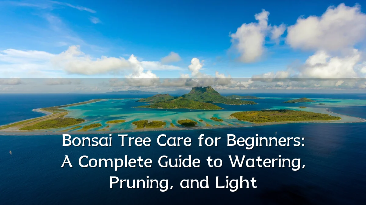 Bonsai Tree Care for Beginners: A Complete Guide to Watering, Pruning, and Light