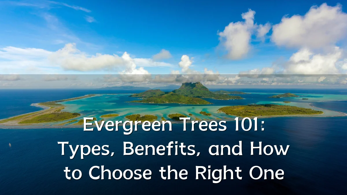 Evergreen Trees 101: Types, Benefits, and How to Choose the Right One