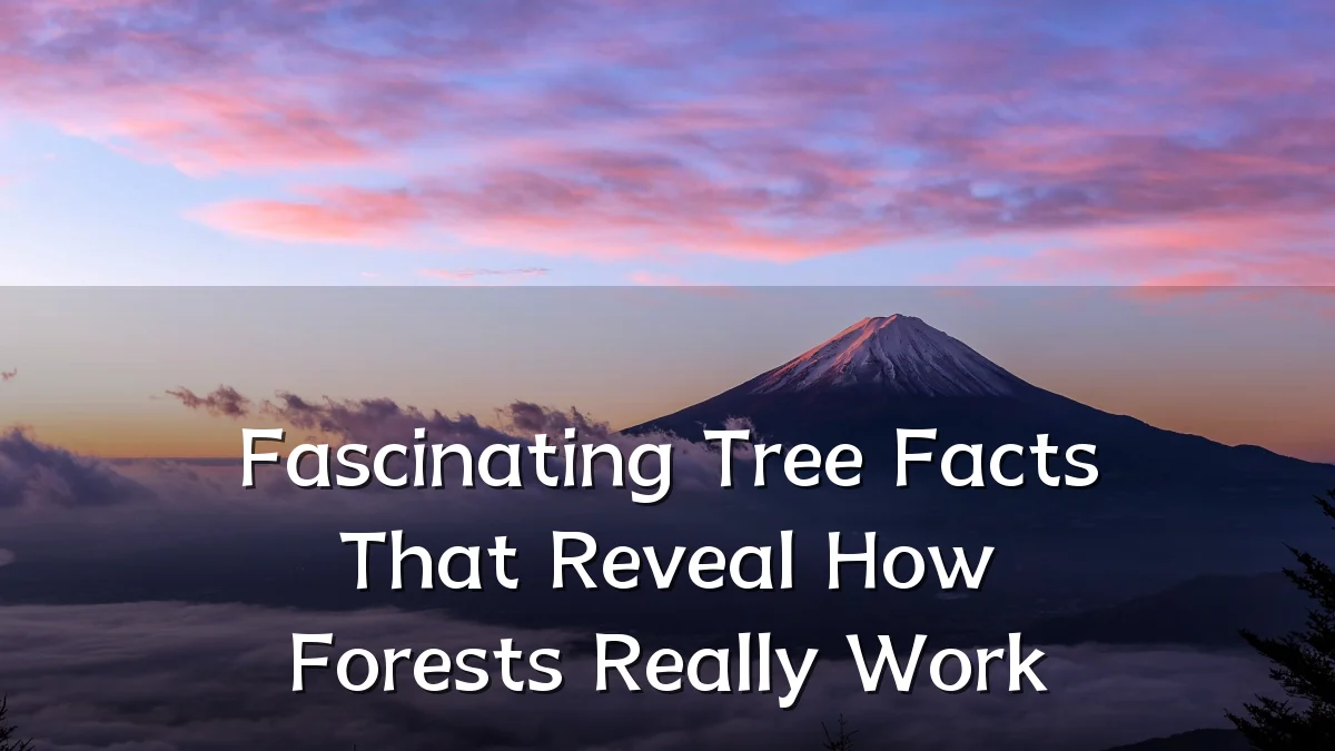 Fascinating Tree Facts That Reveal How Forests Really Work