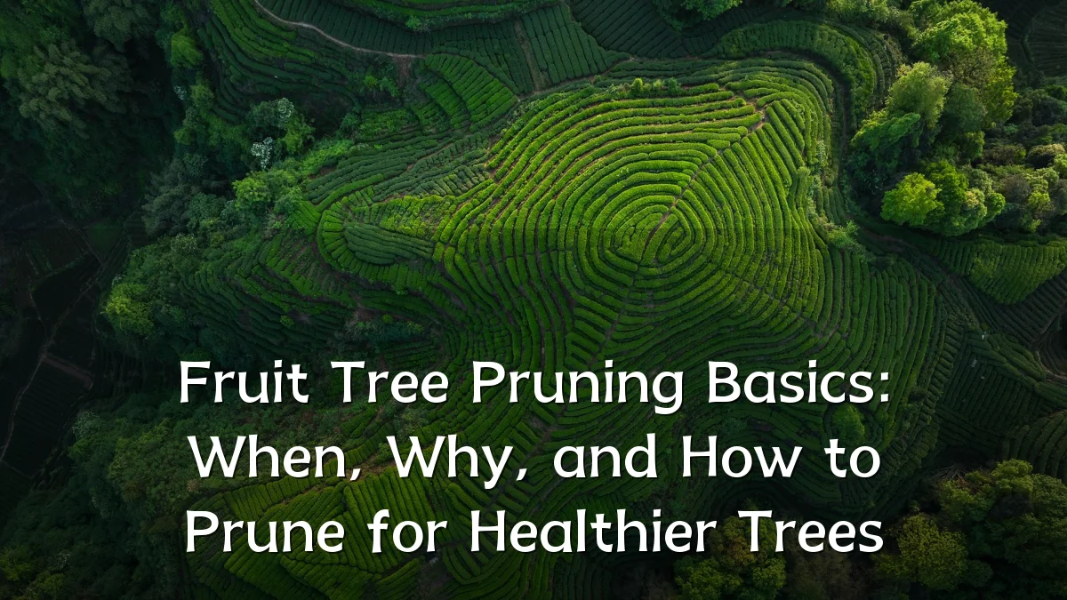 Fruit Tree Pruning Basics: When, Why, and How to Prune for Healthier Trees