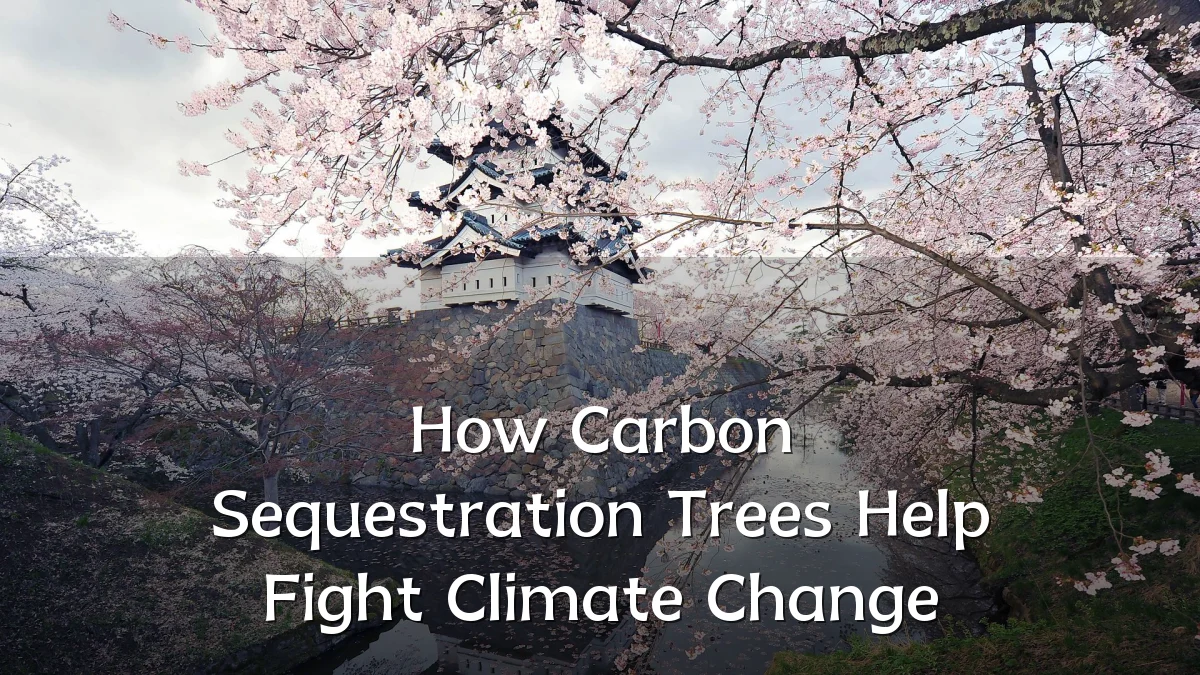 How Carbon Sequestration Trees Help Fight Climate Change