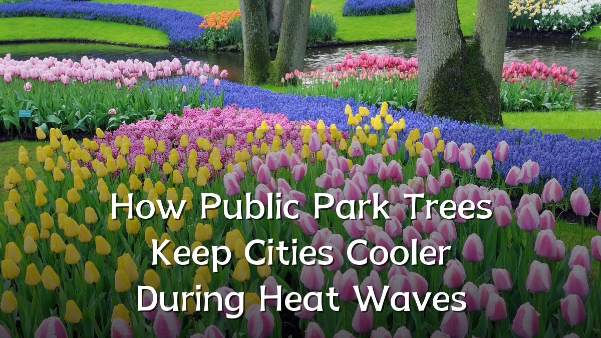 How Public Park Trees Keep Cities Cooler During Heat Waves