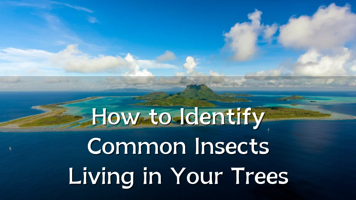 How to Identify Common Insects Living in Your Trees