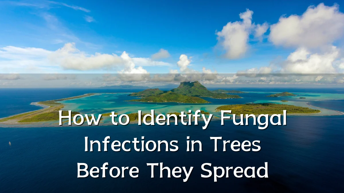 How to Identify Fungal Infections in Trees Before They Spread