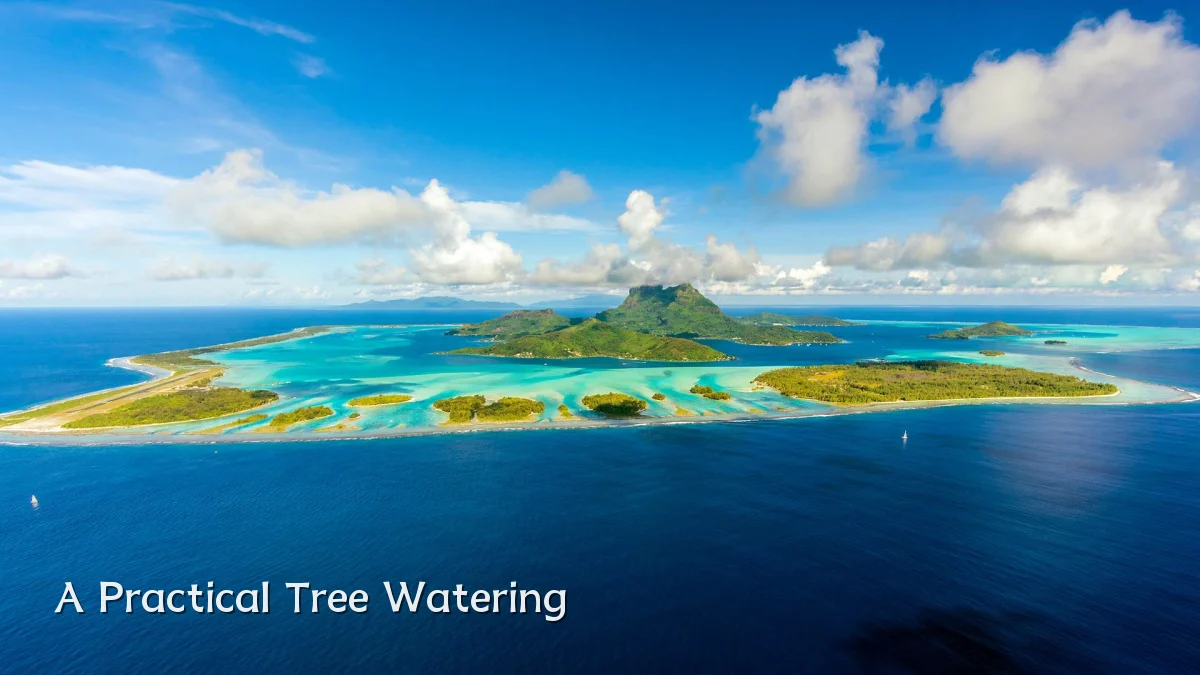 A Practical Tree Watering