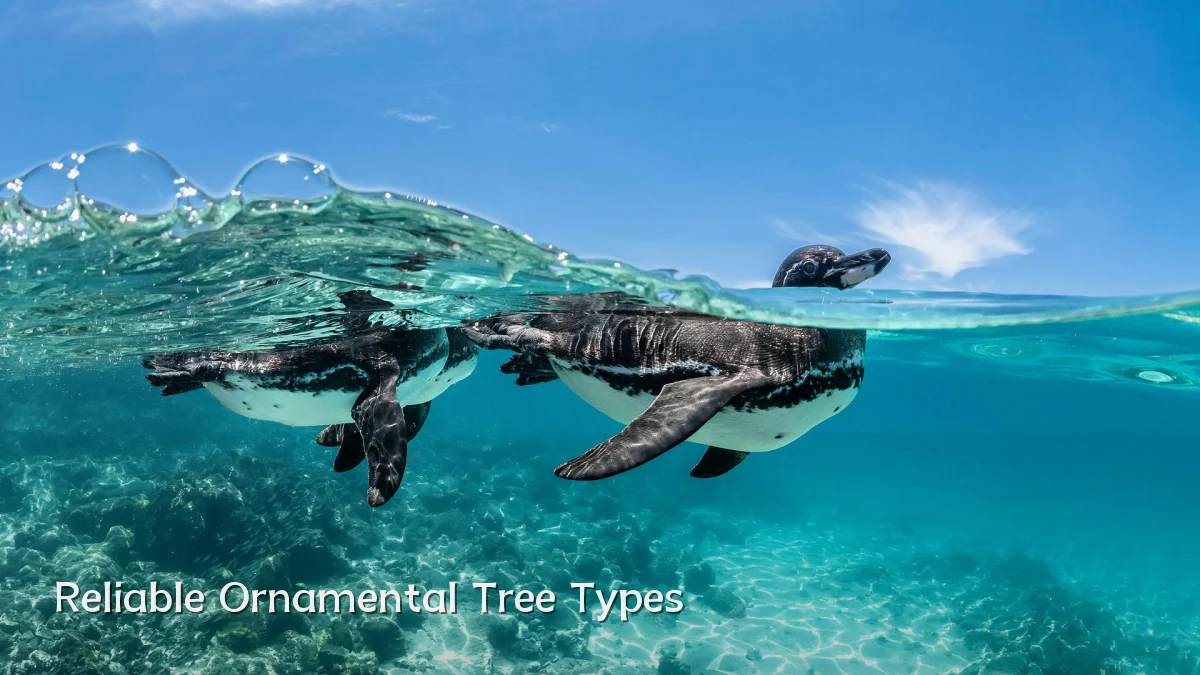 Reliable Ornamental Tree Types