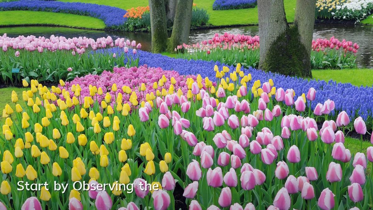 Start by Observing the