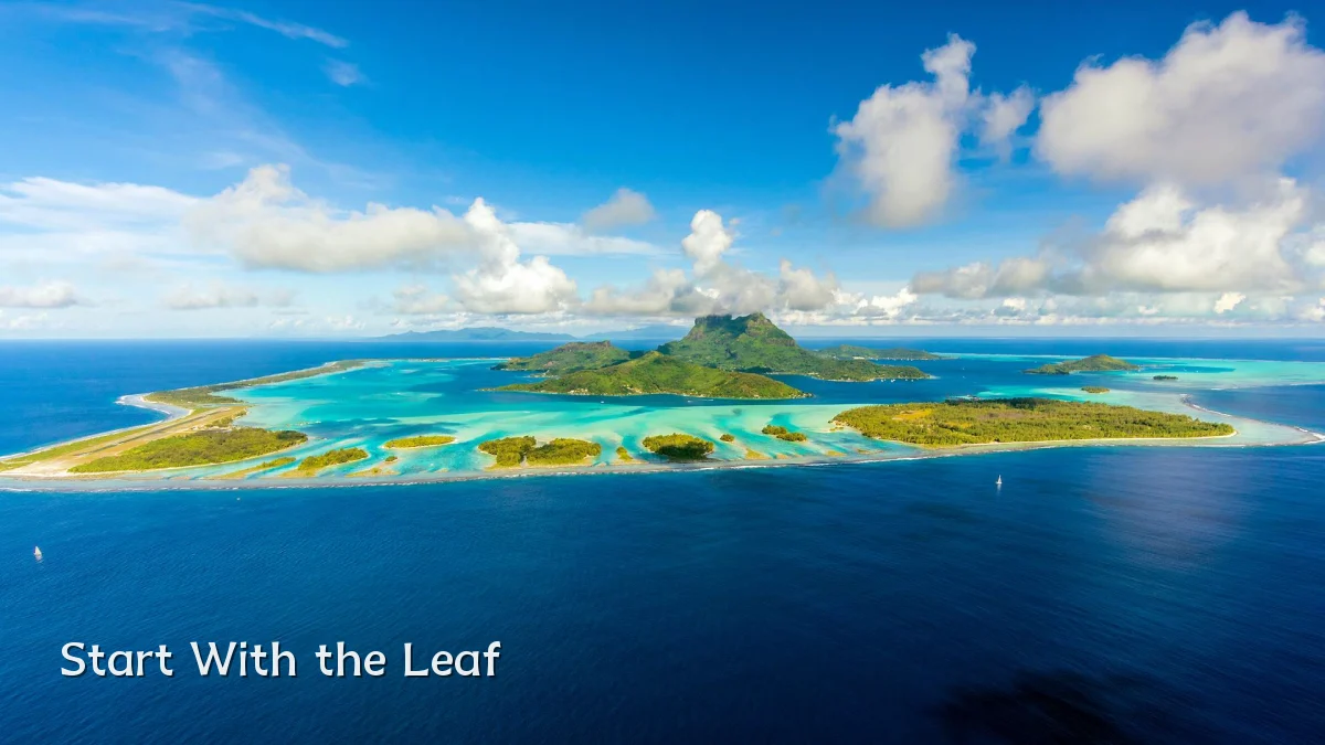 Start With the Leaf