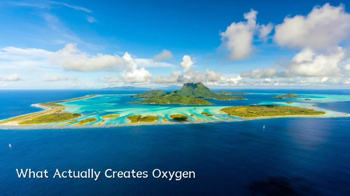 What Actually Creates Oxygen