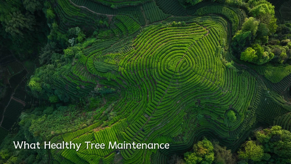 What Healthy Tree Maintenance