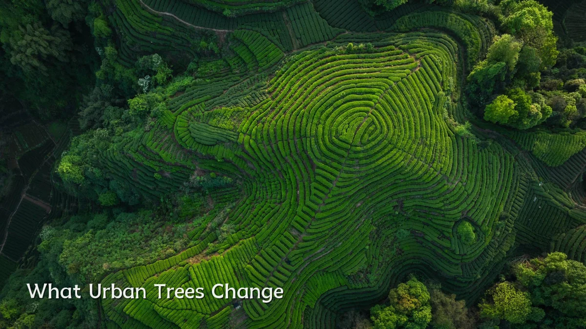 What Urban Trees Change