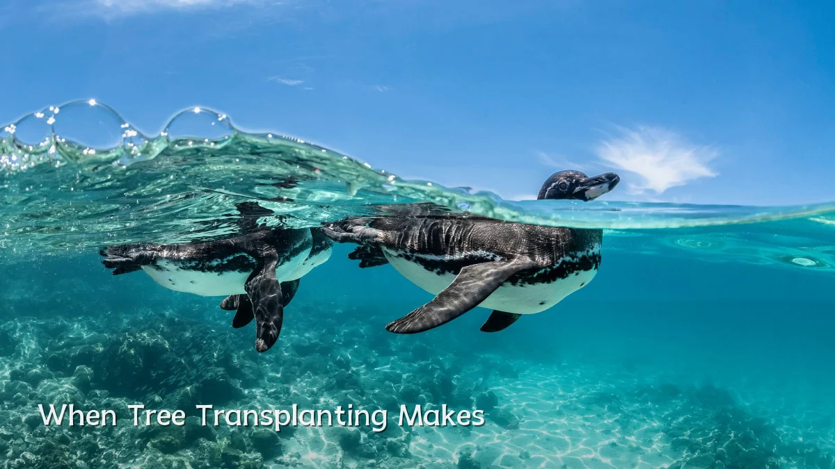 When Tree Transplanting Makes