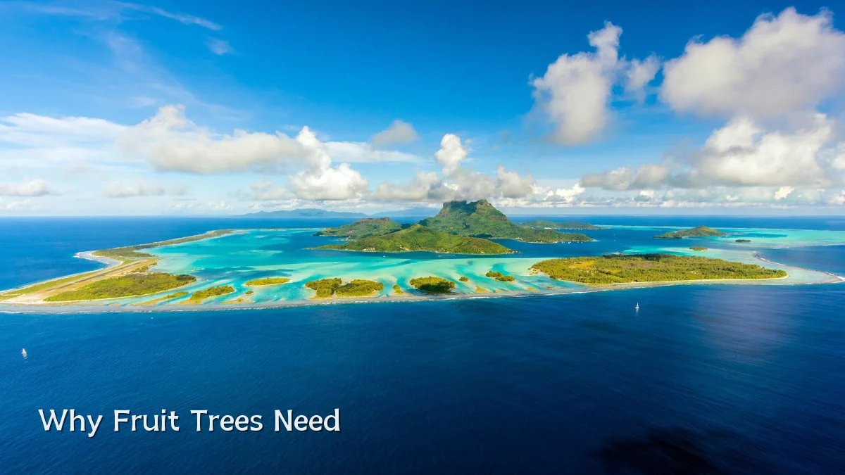 Why Fruit Trees Need