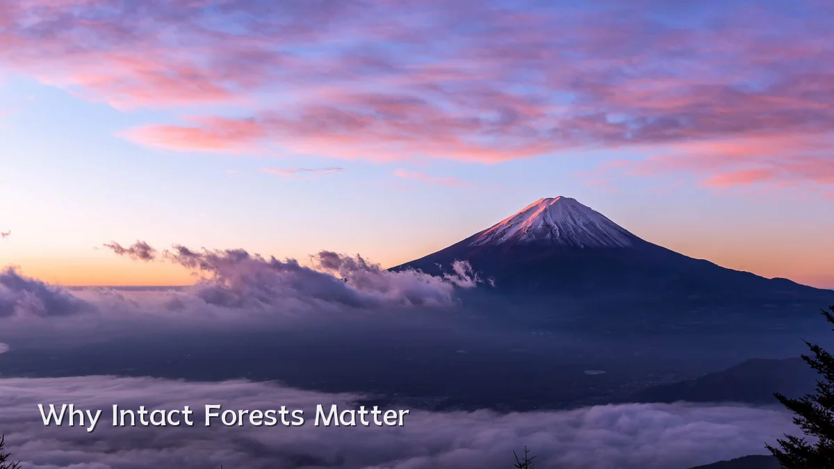 Why Intact Forests Matter