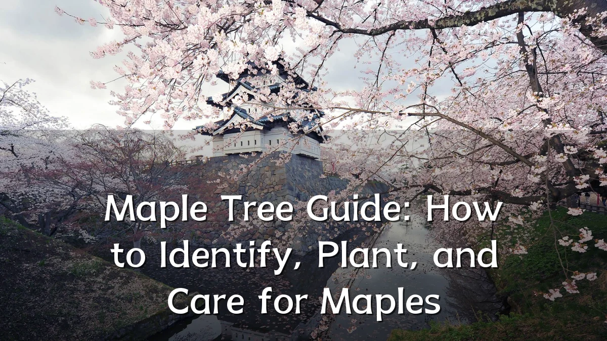 Maple Tree Guide: How to Identify, Plant, and Care for Maples
