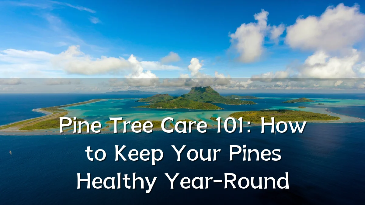 Pine Tree Care 101: How to Keep Your Pines Healthy Year-Round