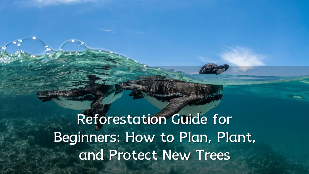 Reforestation Guide for Beginners: How to Plan, Plant, and Protect New Trees