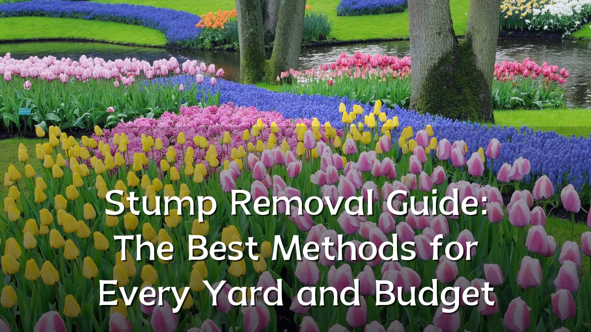 Stump Removal Guide: The Best Methods for Every Yard and Budget