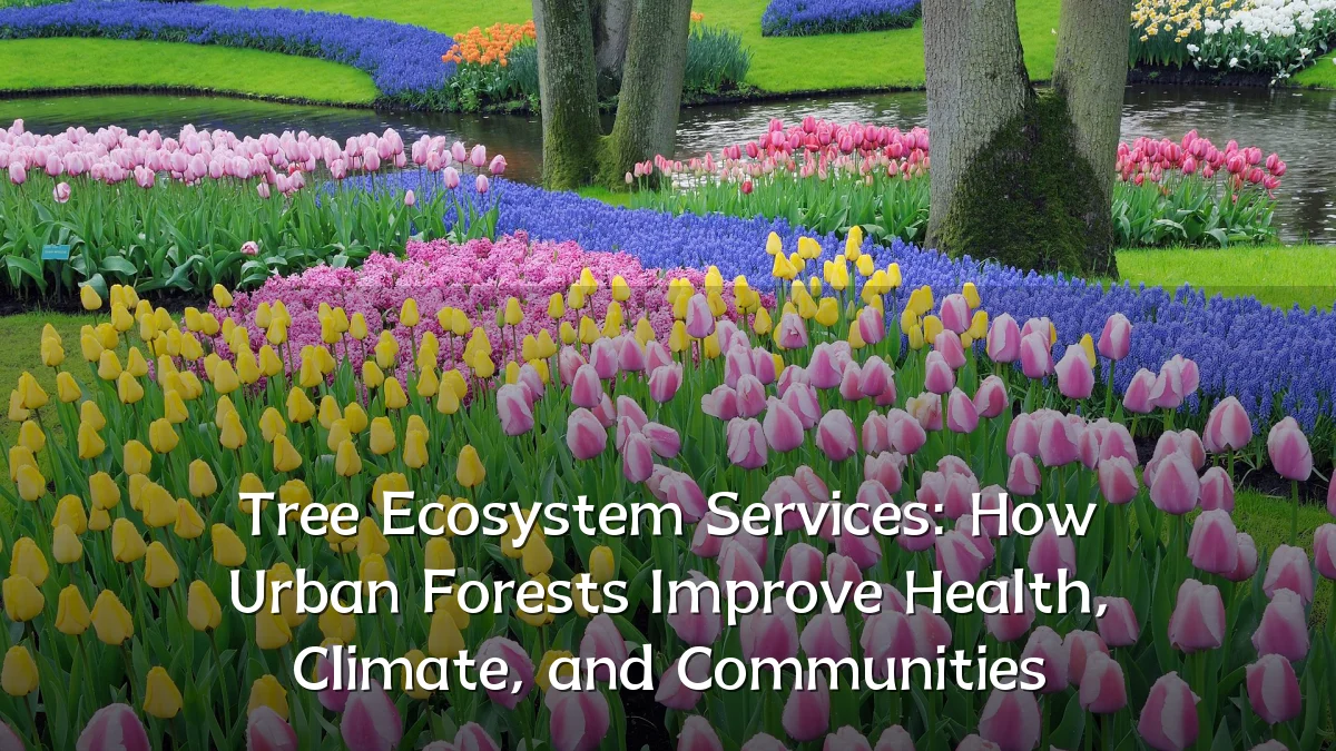 Tree Ecosystem Services: How Urban Forests Improve Health, Climate, and Communities