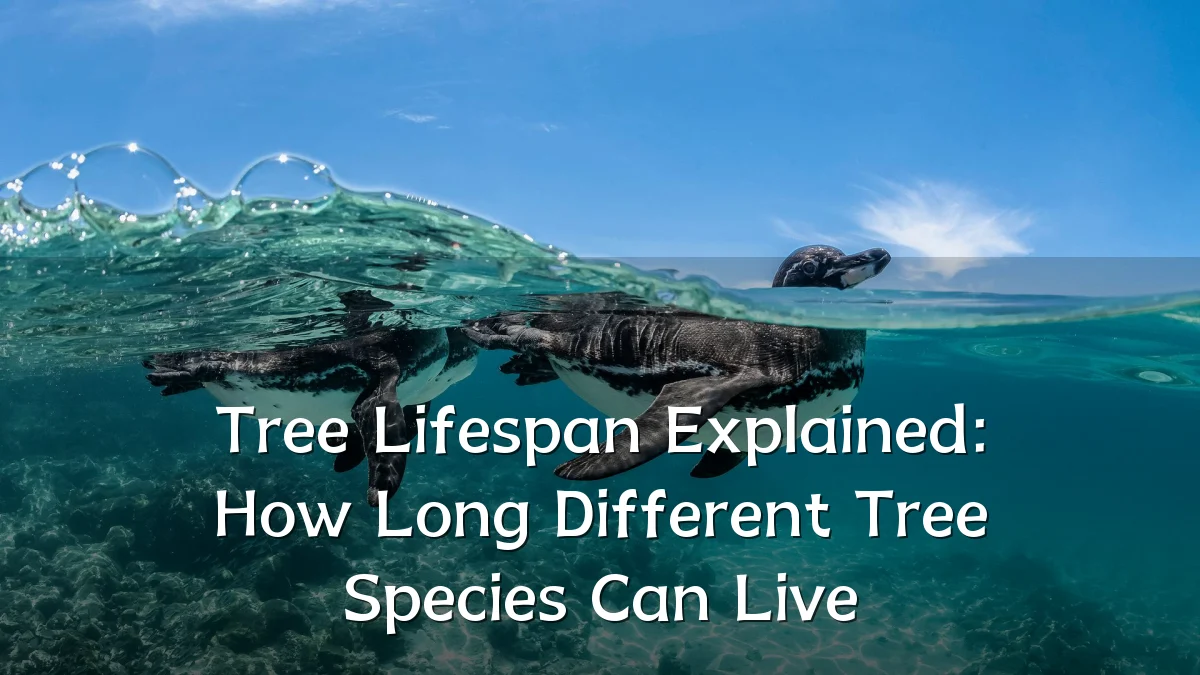 Tree Lifespan Explained: How Long Different Tree Species Can Live
