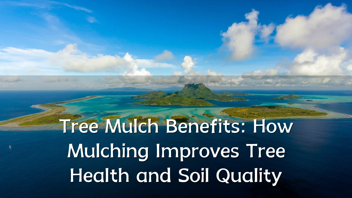Tree Mulch Benefits: How Mulching Improves Tree Health and Soil Quality