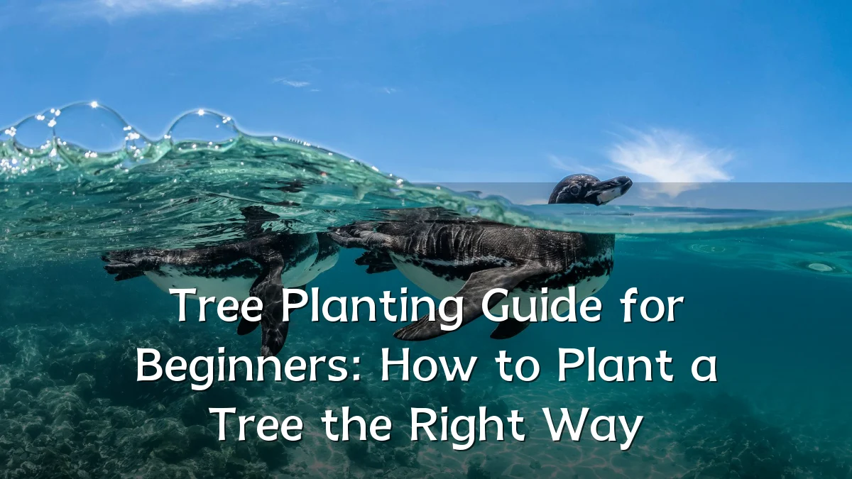 Tree Planting Guide for Beginners: How to Plant a Tree the Right Way