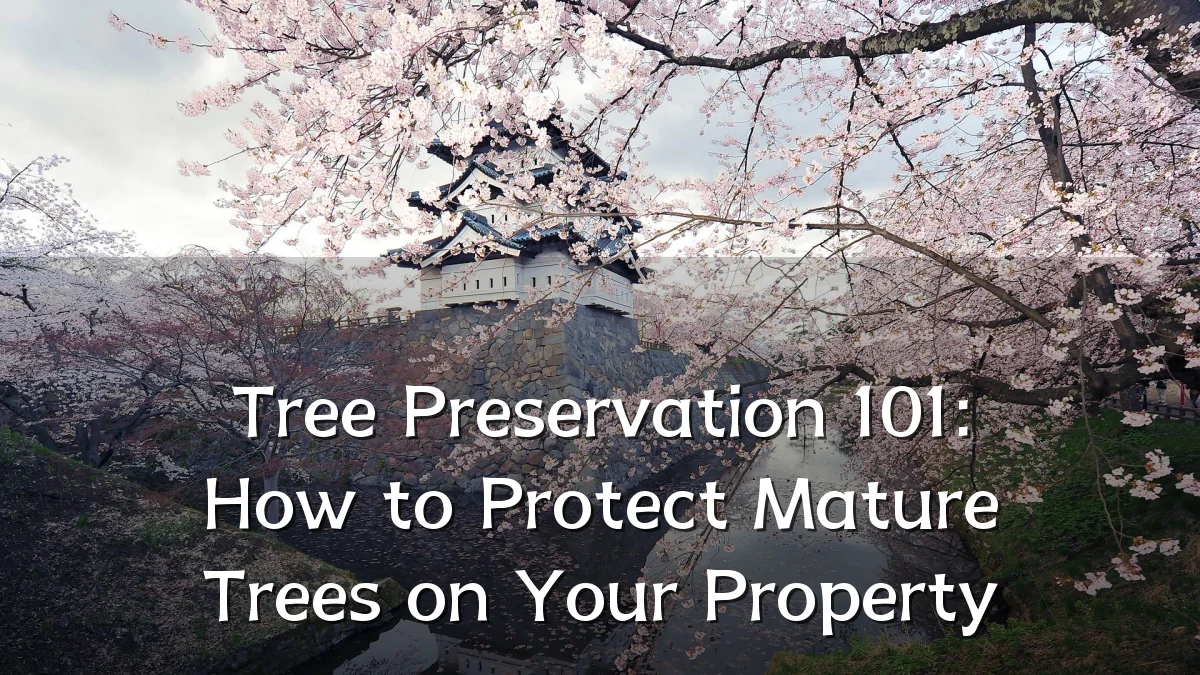 Tree Preservation 101: How to Protect Mature Trees on Your Property