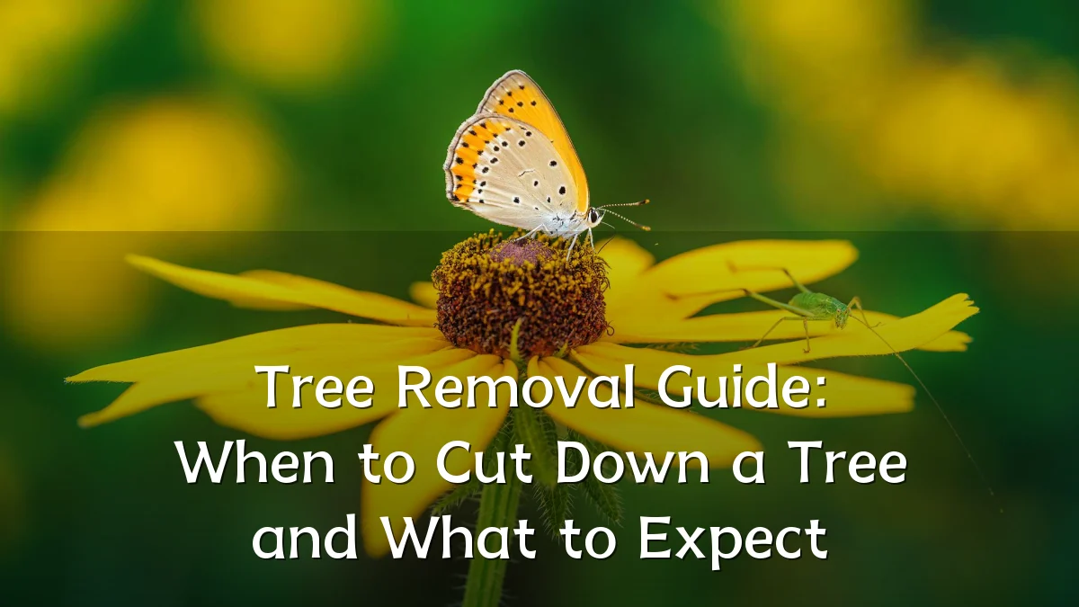 Tree Removal Guide: When to Cut Down a Tree and What to Expect