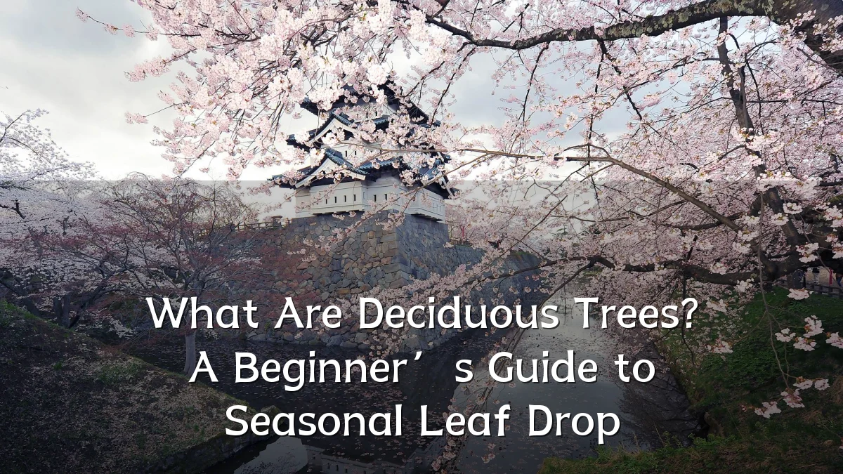 What Are Deciduous Trees? A Beginner’s Guide to Seasonal Leaf Drop