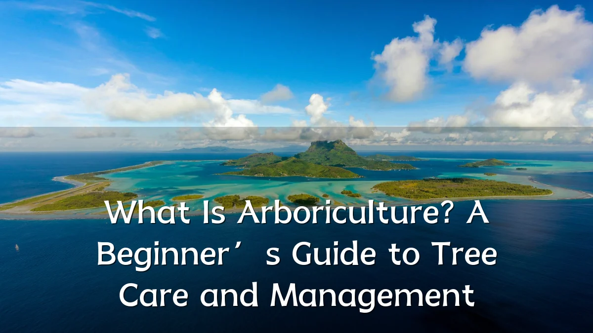 What Is Arboriculture? A Beginner’s Guide to Tree Care and Management