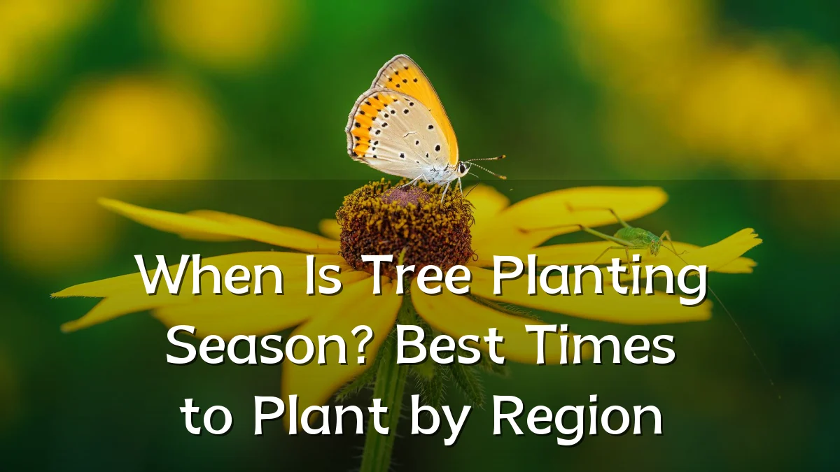 When Is Tree Planting Season? Best Times to Plant by Region