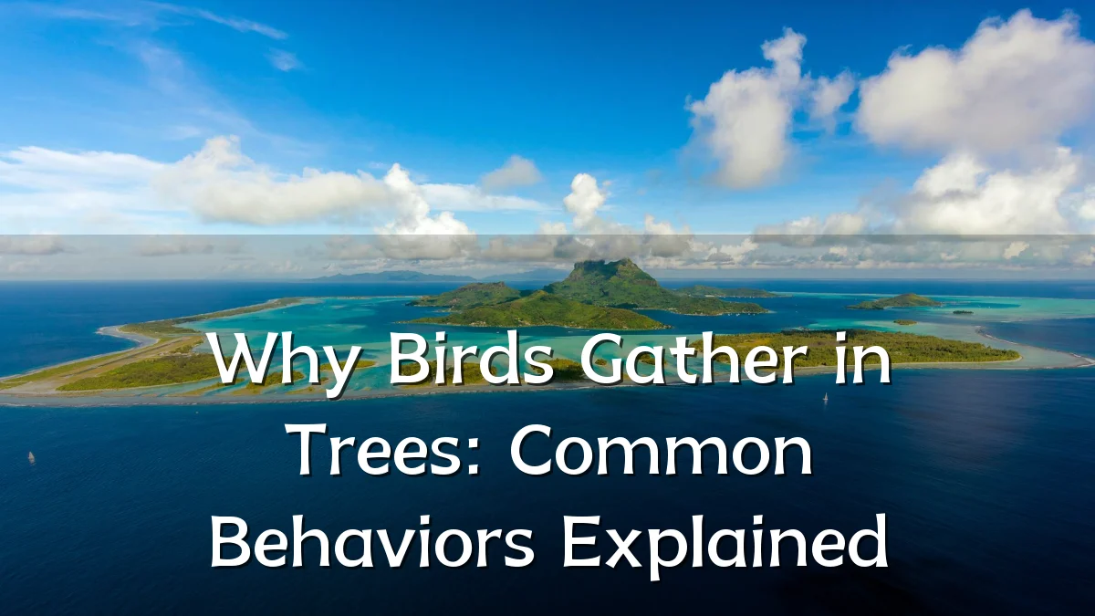 Why Birds Gather in Trees: Common Behaviors Explained